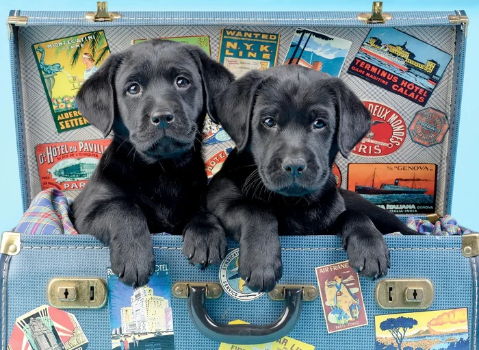 Anatolian Travel Labs – 500 Teile