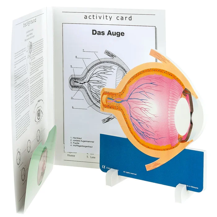 Anatomisches Modell „Das Auge“ – hier online bei Wiemann Lehrmittel kaufen