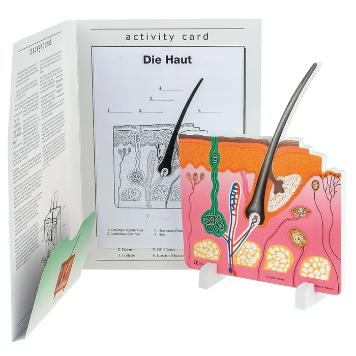 Anatomisches Modell „Die Haut“ – hier online bei Wiemann Lehrmittel bestellen