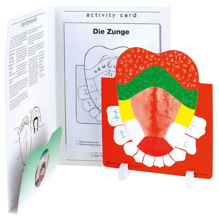 Anatomisches Modell „Die Zunge“ – hiert online bestellen