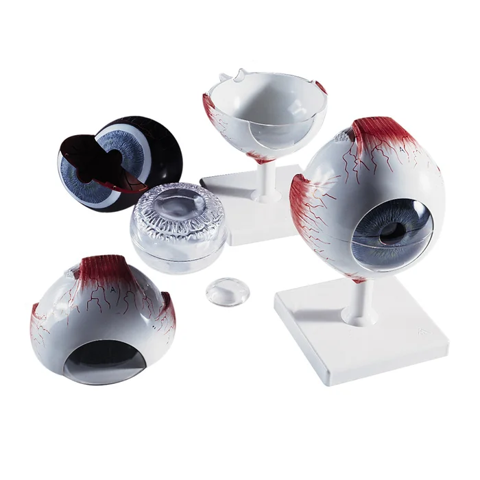 Augapfel 6-teilig zerlegbar für Schulen