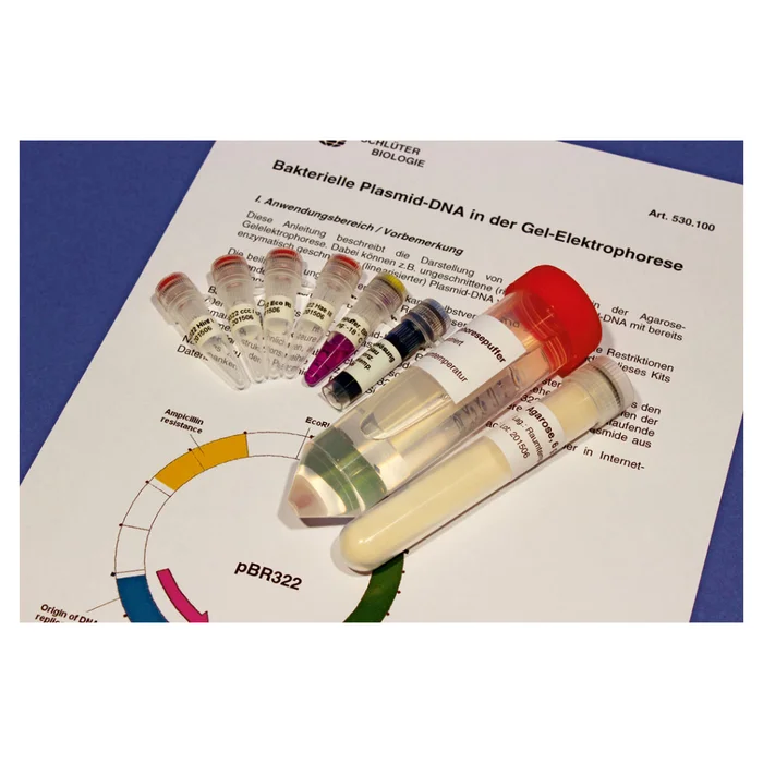 Bakterielle Plasmid-DNA in der Gel-Elektrophorese bei Wiemann-Lehrmittel