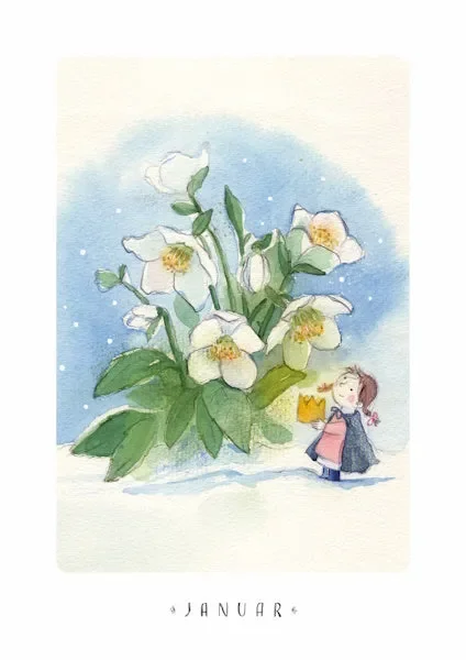 Christrose – Januar