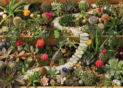 Cobble Hill Succulent Garden – 1000 Teile