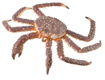COLLECTA Königskrabbe – (XL)