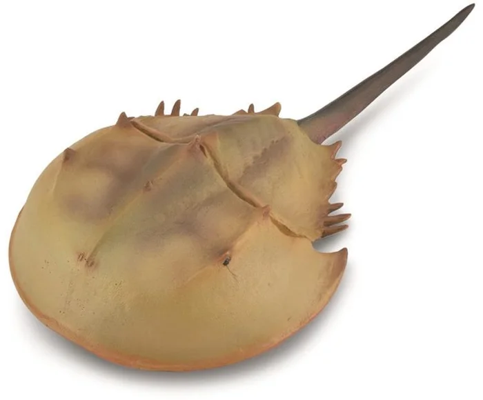 COLLECTA Pfeilschwanzkrebs – (XL)