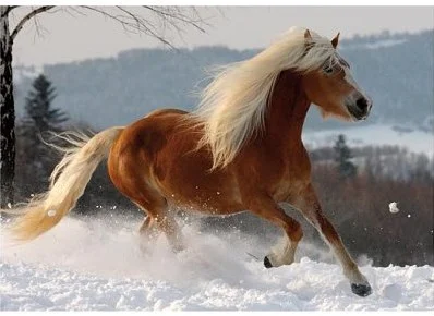 D-Toys Haflinger 2 / schwieriges Puzzle – 239 Teile