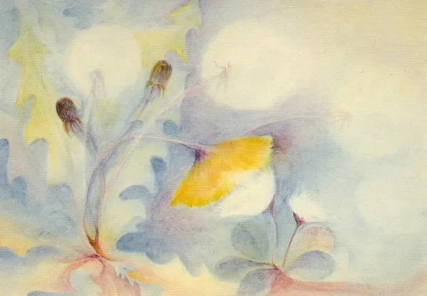 Das Gänseblümchen und der Löwenzahn