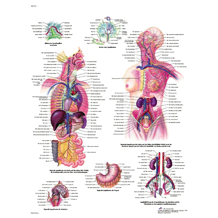 Das lymphatische System – Poster | W-21120UB