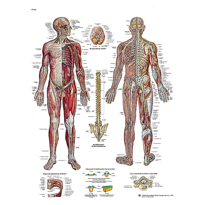 Das Nervensystem – Poster | W-21102UB
