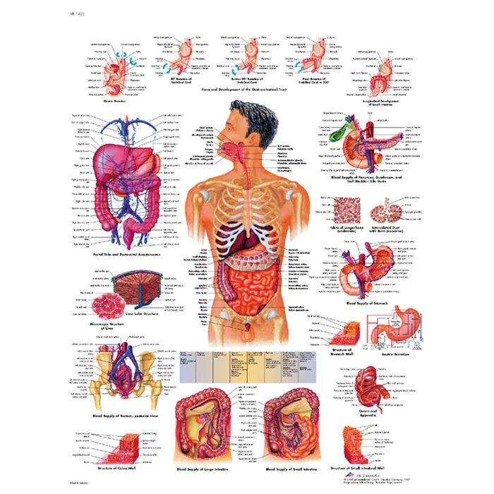 Das Verdauungssystem – Poster | W-21121UB