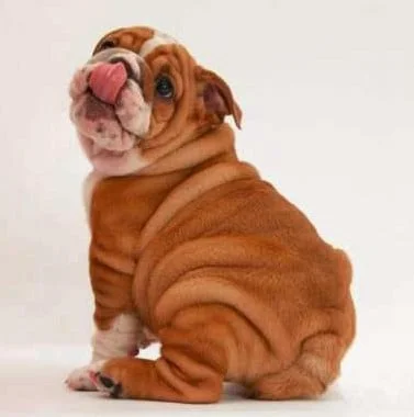 Diamantmalerei Bulldogge DL4040/113