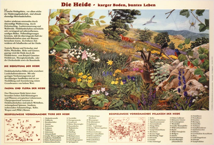 Die Heide – karger Boden, buntes Leben – Papierposter | W-21179P
