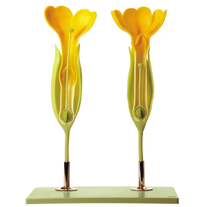 Duftende Schlüsselblume | W-2369