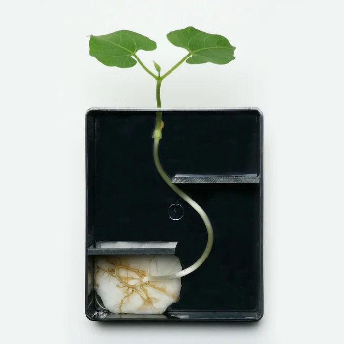 Dunkelraum – Keimschachtel – jetzt online kaufen