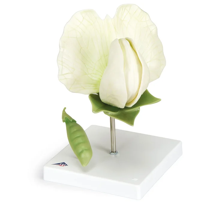 Erbsenblüte mit Frucht – Pisum sativum | W-22393