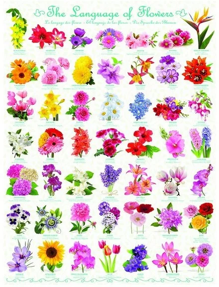 Eurographics Die Blumensprache – 1000 Teile