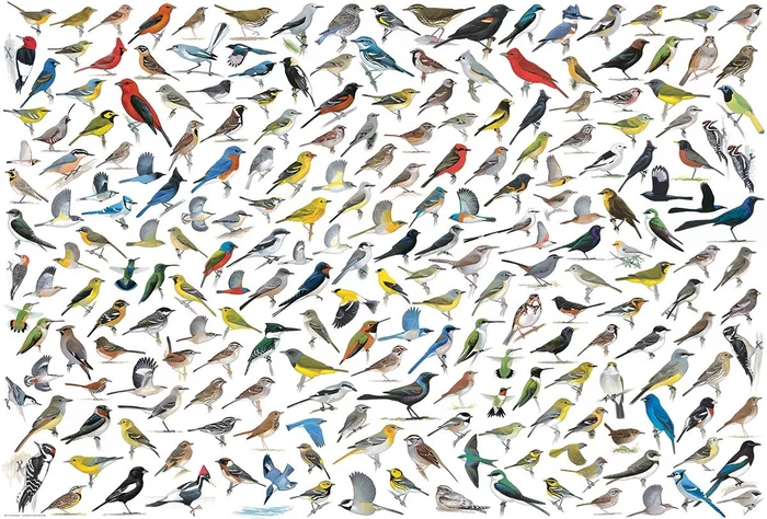 Eurographics Die Welt der Vögel (2000)