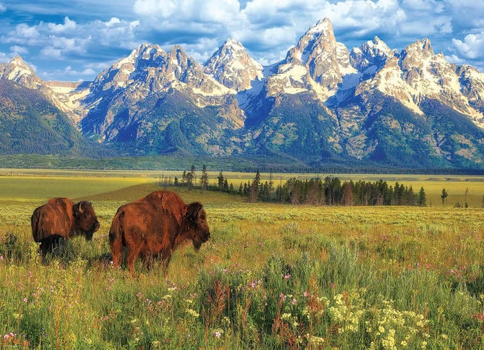 Eurographics Grand Teton Nationalpark – 1000 Teile
