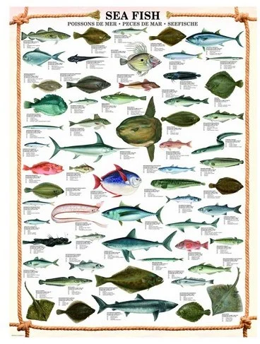 Eurographics Meeresfische (1000)