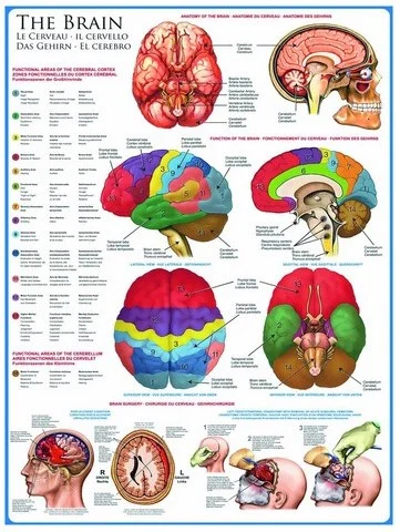 Eurographics puzzle Das menschliche Gehirn – 1000 Teile