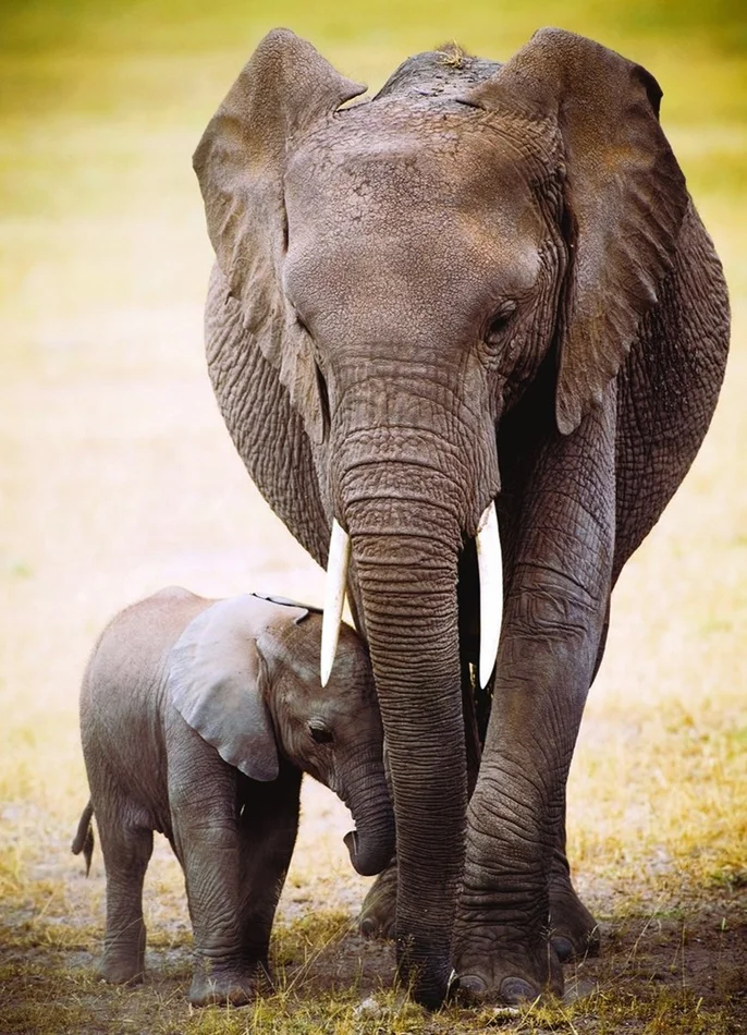 Eurographics puzzle Elefantenmutter mit Jungtier – 1000 Teile