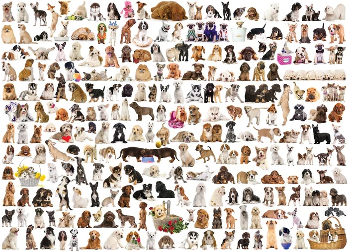 Eurographics puzzle Hundewelt – 1000 Teile