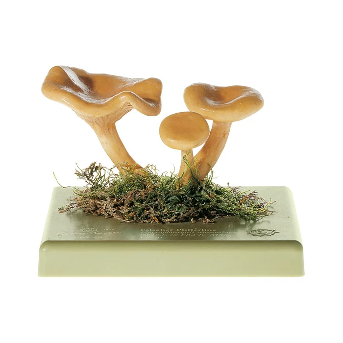 Falscher Pfifferling | W-2395