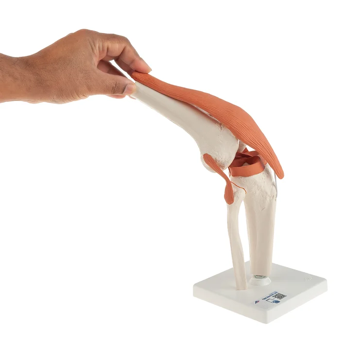Funktionsmodell Kniegelenk | W-2045