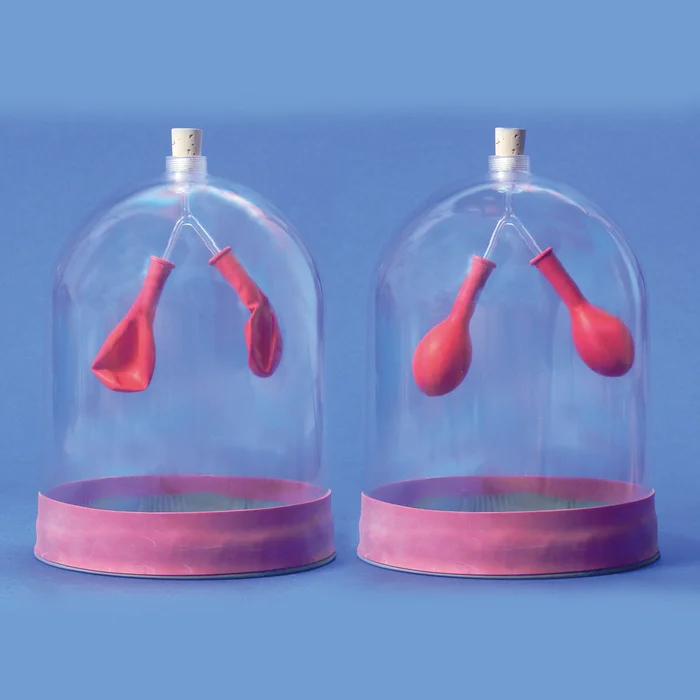 Funktionsmodell – menschliche Lunge | W-2131