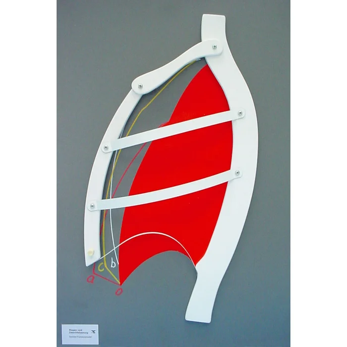 Funktionsmodell – Rippen- und Zwerchfellatmung | W-2132