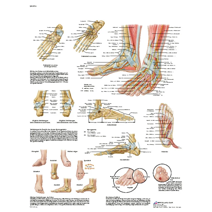 Fuß und Fußgelenke – Poster | W-21862UB