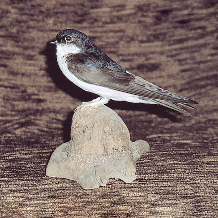 Ganzpräparat Mehlschwalbe bestellen