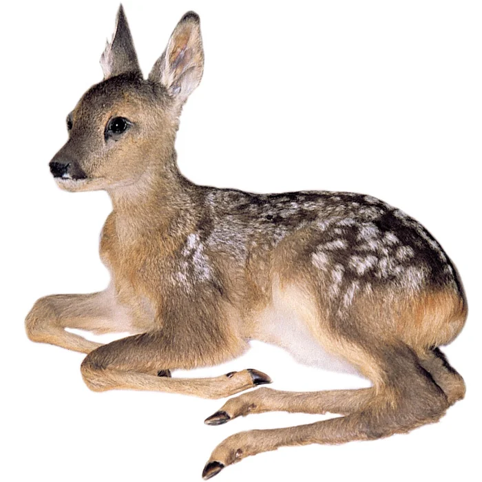 Ganzpräparat Rehkitz für den Unteericht – hier online bei Wiemann Lehrmittel