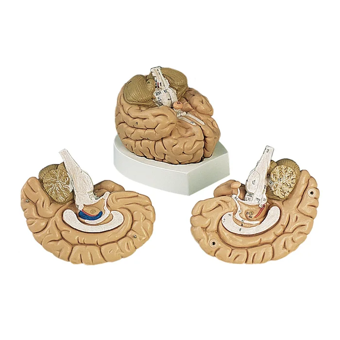 Gehirnmodell 2-teilig | W-2052