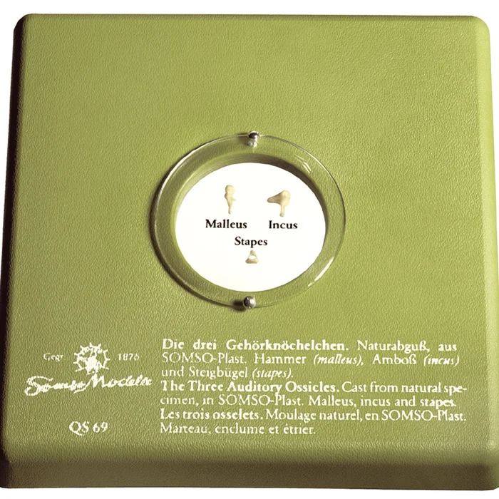 Gehörknöchelchen | W-21330