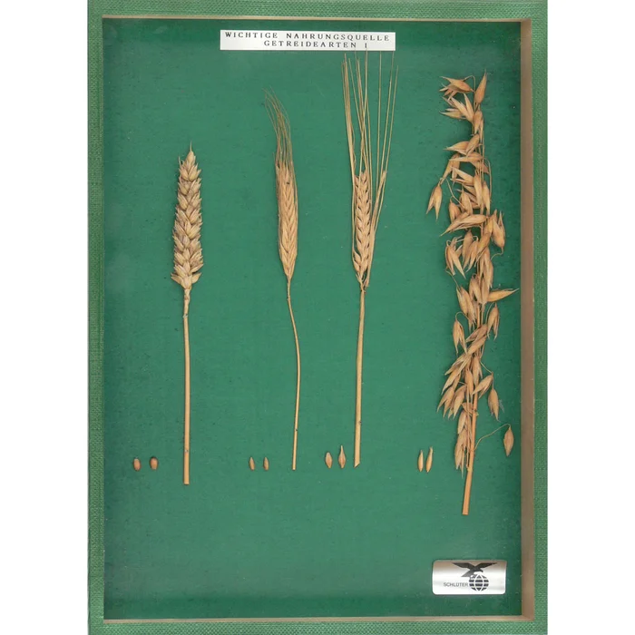 Getreide I im Objektkasten | W-2488