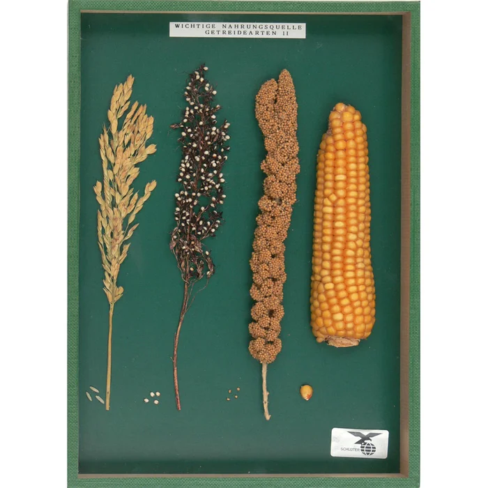 Getreide II im Objektkasten | W-2489