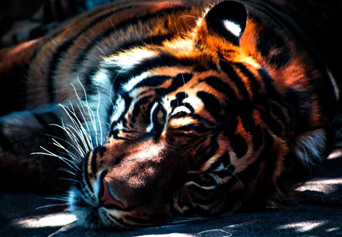 Grafika Tiger – 12 Teile