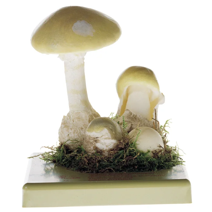 Grüner Knollenblätterpilz | W-2400