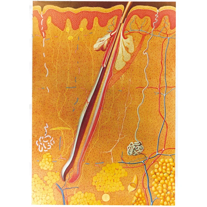 Haut – mit Holzbestäbung | W-21131M