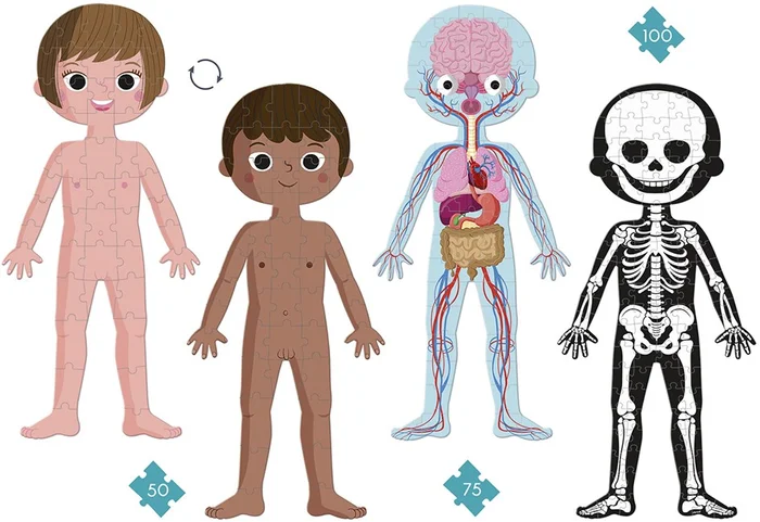 Janod Lernpuzzle – Der menschliche Körper – 50, 75 und 100 Teile – 5+