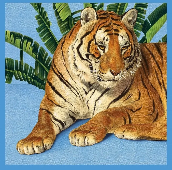 Kaart+envelop Tijger. 16×16 cm