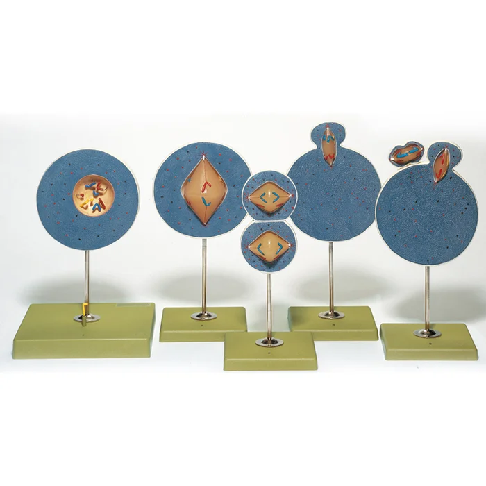 Kernphasenwechsel bei Samen- und Eizellenreifung | W-21740