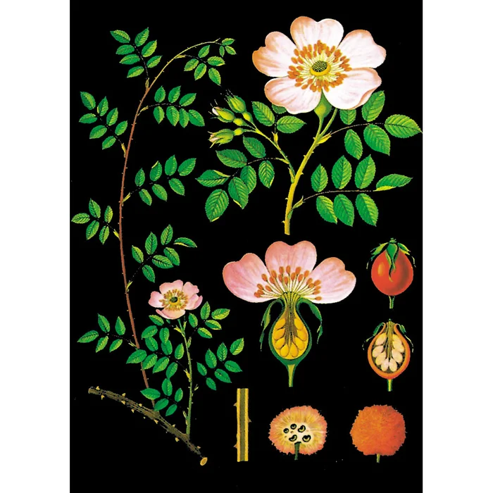 Lehrtafel zur Heckenrose für Schulen