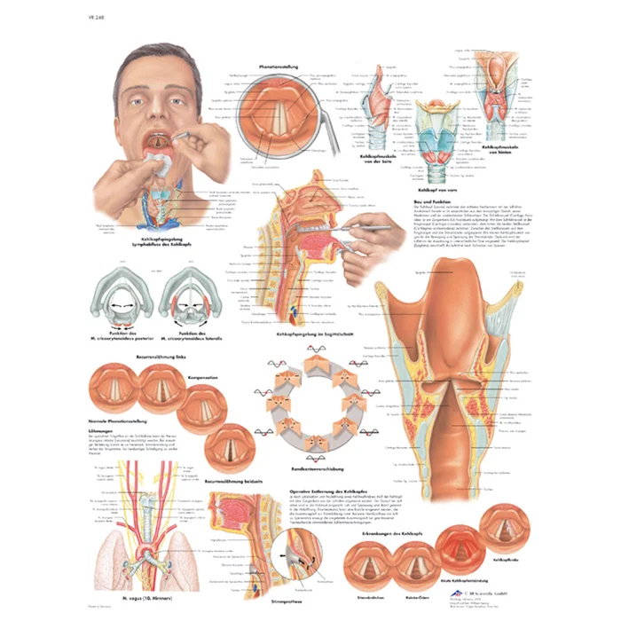 Lehrtafeln in großer Auswahl bei Wiemann Lehrmittel