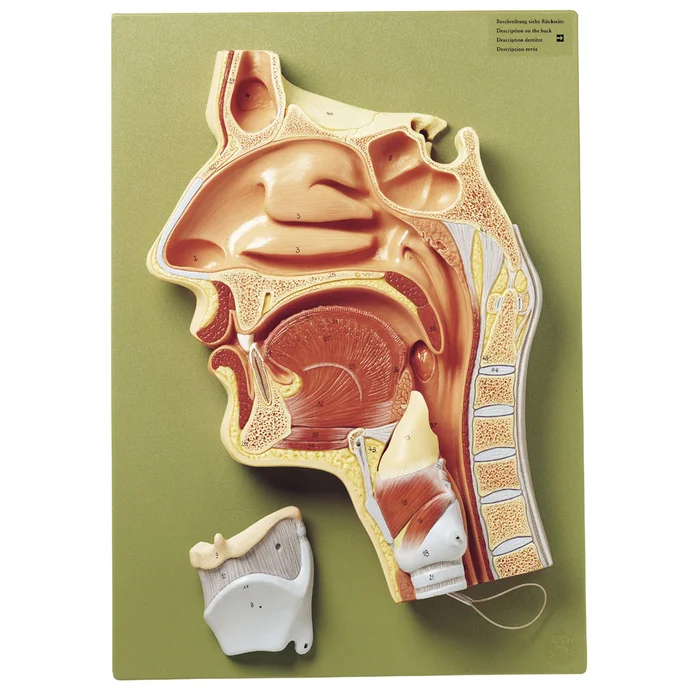 Medialschnitt der Nasen-, Mund- und Rachenhöhle | W-2090