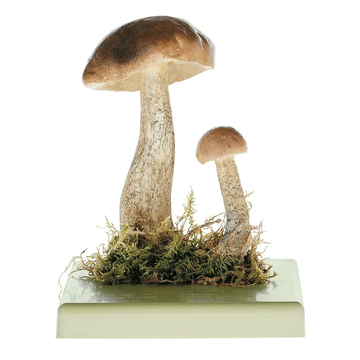 Modell vom Birkenpilz | W-2394