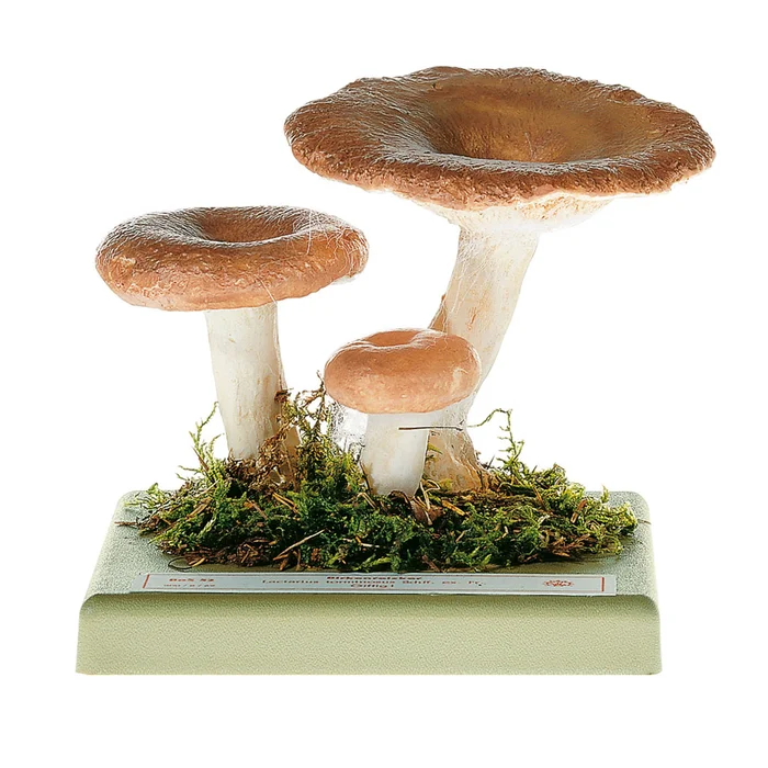 Modell vom Birkenreizker | W-2403