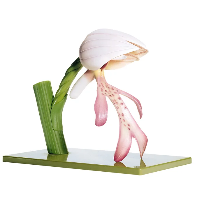 Modell vom Knabenkraut | W-21483